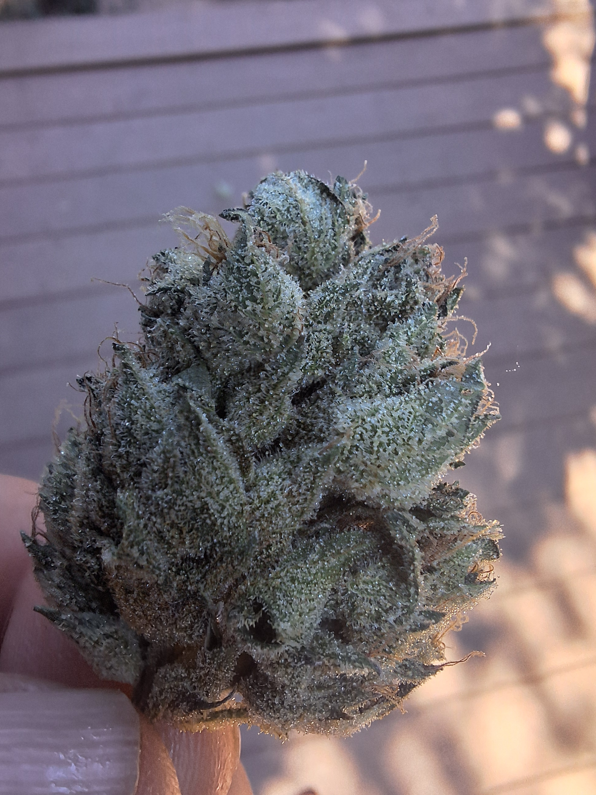 FrazzleFruit