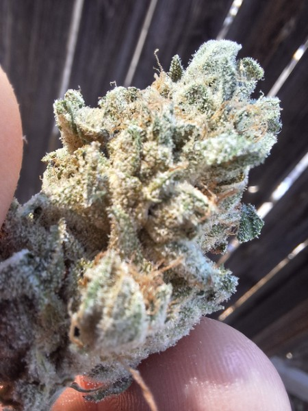 BangBerry
